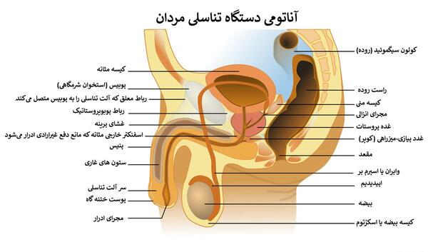 عکس آلت مردانه