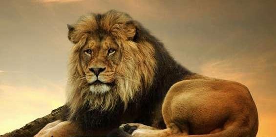 عکس های حیوانات بسیار زیبا