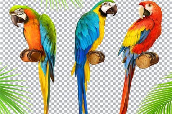 عکس های طوطی ها