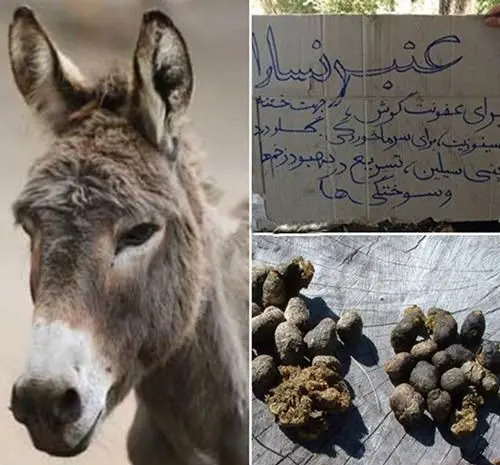 عکس عفونت در مدفوع
