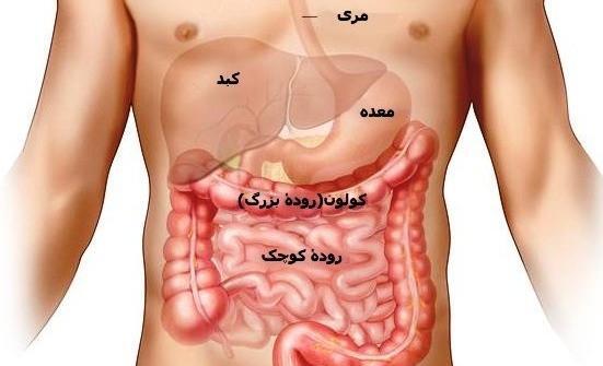 عکس عفونت در مدفوع