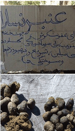 عکس عفونت در مدفوع