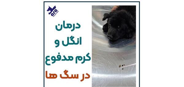 عکس کرم در مدفوع
