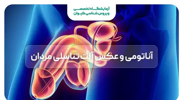عکس آلت