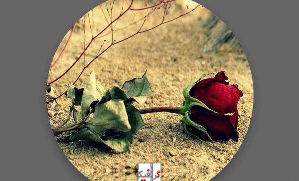 عکس گل رز قرمز در برف