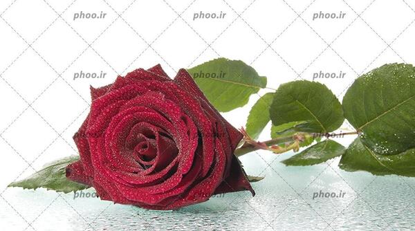 عکس گل رز قرمز در برف