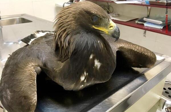 عکس عقاب قطبی