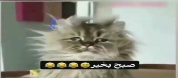 طنز عکس صبح بخیر خنده دار