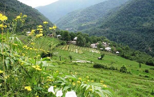 عکس از طبیعت تابستان