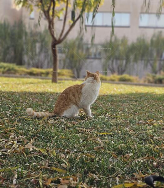 عکس گربه طبیعت