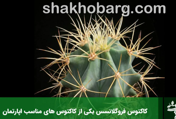 عکس کاکتوس در خانه