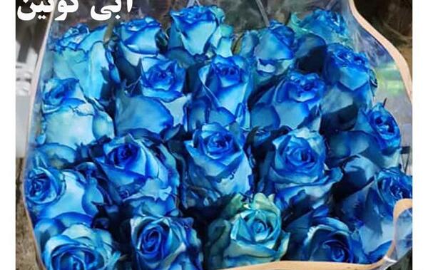 عکس گل رز هلندی هفت رنگ