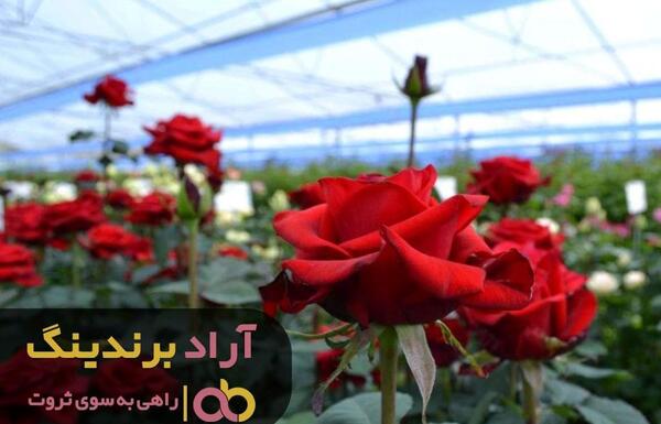 عکس گل رز هلندی هفت رنگ