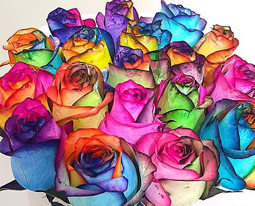 عکس گل رز هلندی هفت رنگ