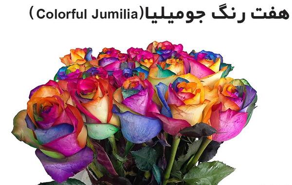 عکس گل رز هلندی هفت رنگ