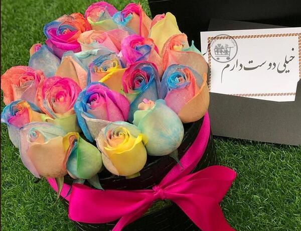 عکس گل رز هلندی هفت رنگ