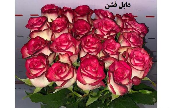 عکس گل رز هلندی هفت رنگ