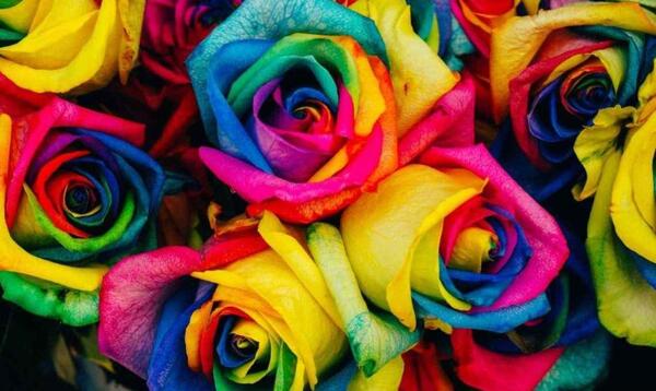 عکس گل رز هلندی هفت رنگ