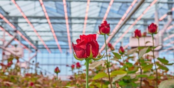 عکس گل رز هلندی هفت رنگ
