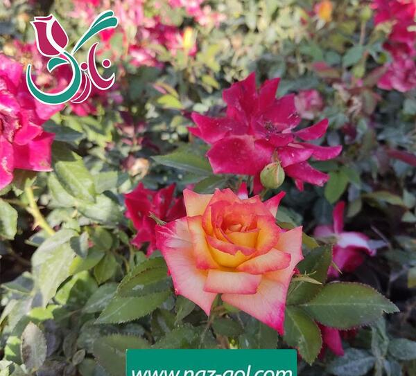 عکس گل رز هلندی هفت رنگ