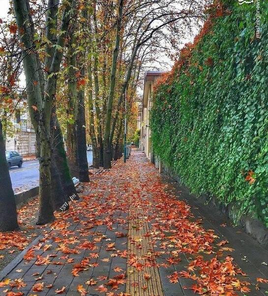 عکس زمین پاییزی