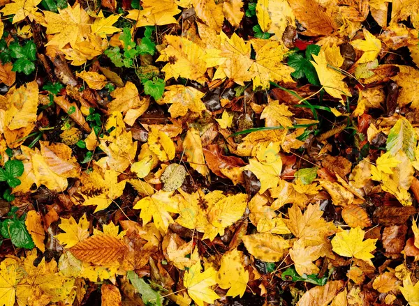 عکس زمین پاییزی