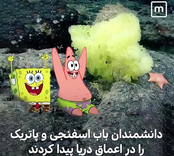 عکس باب اسفنجی و پاتریک و اختاپوس واقعی