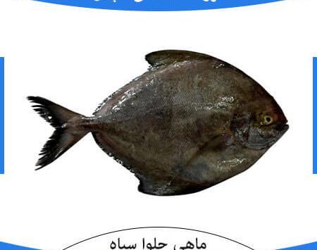 عکس ماهی حلوا سیاه