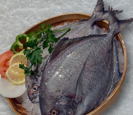 عکس ماهی حلوا سیاه