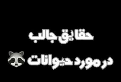 عکس موچی حیوانات