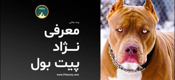 عکس سگ پیت بول سفید