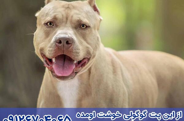 عکس سگ پیت بول سفید