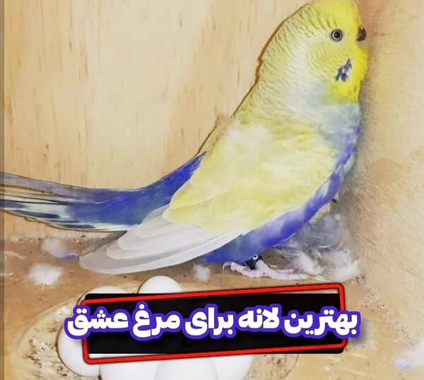 عکس مرغ عشق در لانه
