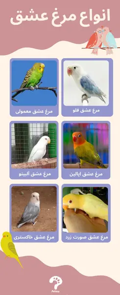 عکس مرغ عشق در لانه