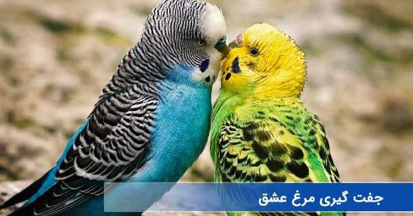 عکس مرغ عشق در لانه