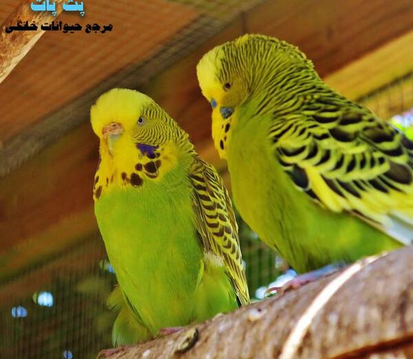 عکس مرغ عشق در لانه