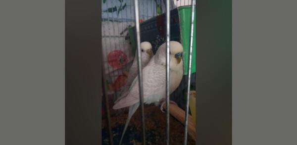 عکس مرغ عشق دورگه