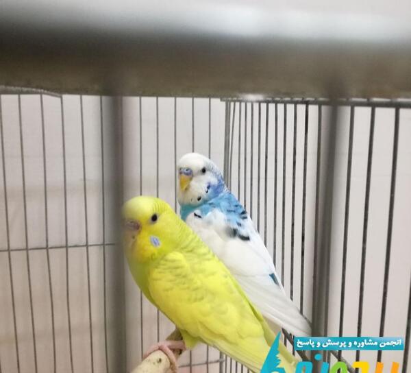 عکس مرغ عشق دورگه