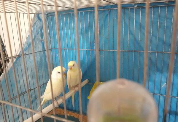 عکس مرغ عشق دورگه