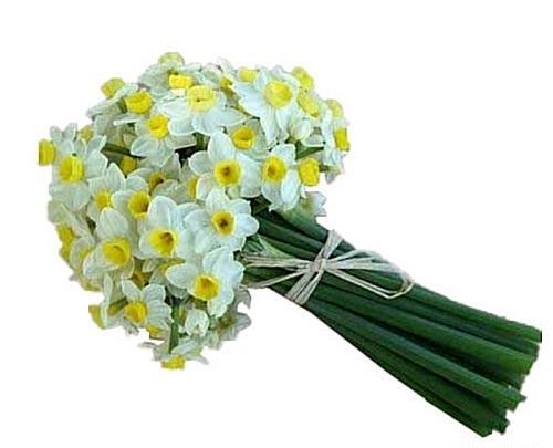 عکس یه شاخه گل نرگس