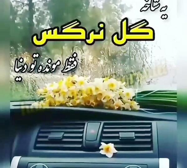 عکس یه شاخه گل نرگس
