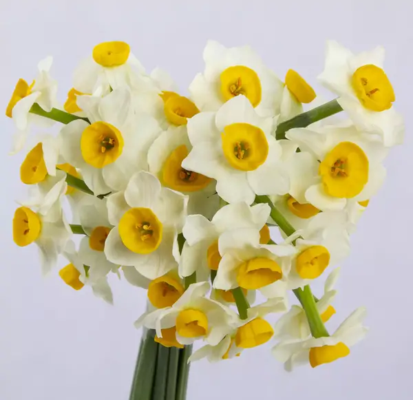 عکس یه شاخه گل نرگس