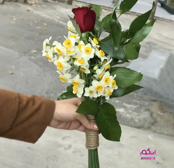 عکس یه شاخه گل نرگس