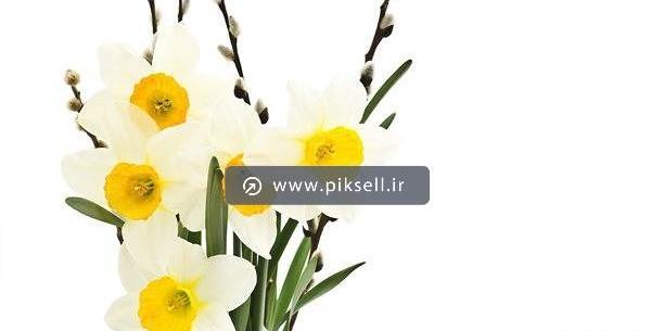 عکس یه شاخه گل نرگس