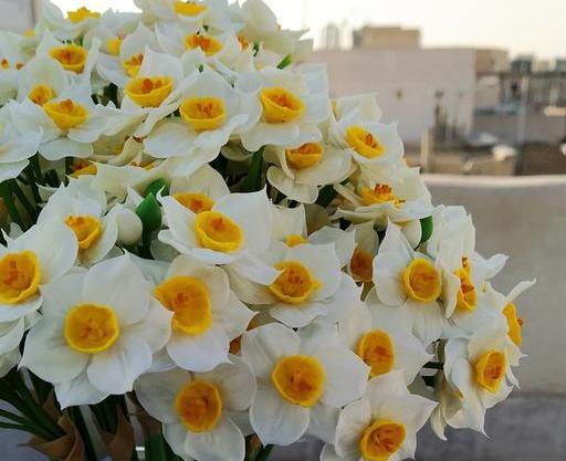 عکس یه شاخه گل نرگس