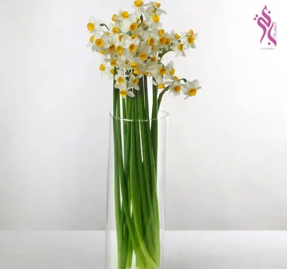 عکس یه شاخه گل نرگس