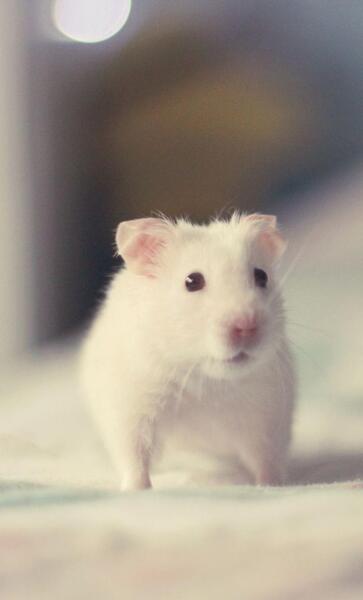 عکسهای حیوان همستر