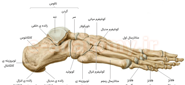 عکس اسکلت پای انسان