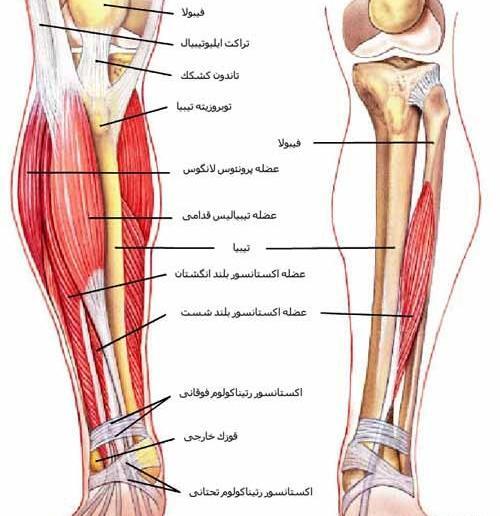 عکس اسکلت پای انسان