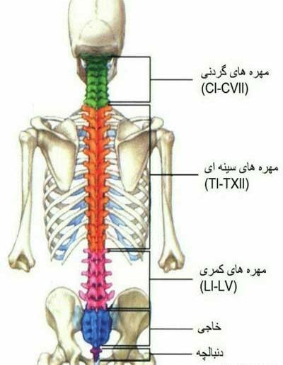 عکس اسکلت پای انسان